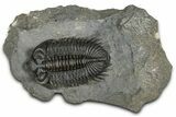 Bug-Eyed Coltraneia Trilobite Fossil - Ofaten, Morocco #355763-3